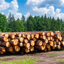 Beukenstammen - volledige vrachtwagenlading 60RM