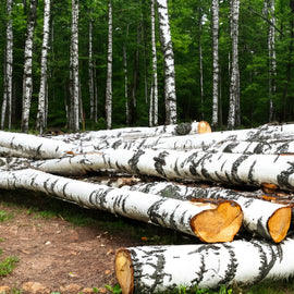 Boomstammen - Berk - volledige vrachtwagenlading 40RM